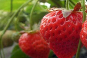 盆栽草莓开花要施肥吗 农业技术 天天学农