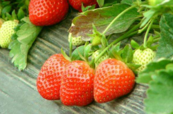 草莓叶子病的症状与防治