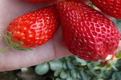 草莓苗怕什么农药？