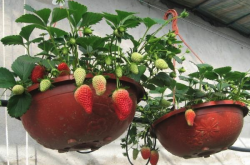 盘採草莓几天施肥可以硕果累累
