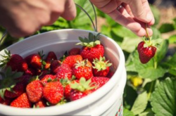 草莓种植可以扦插吗？