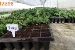 温室立体草莓种植技术