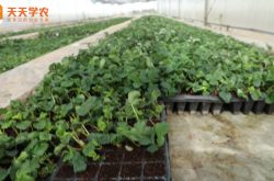 赛娃草莓盆栽种植方法