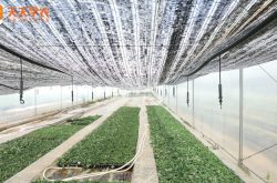 南方日光温室草莓种植技术