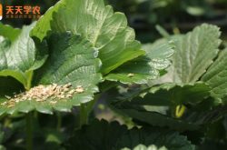 四季草莓籽的种植方法