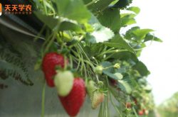 十里铺草莓园图片
