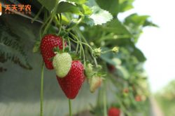 北方草莓室内种植技术