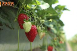 北方温室草莓大棚品种图片