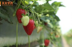 贵阳奶油草莓苗图片
