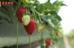 秋草莓种植技术图片