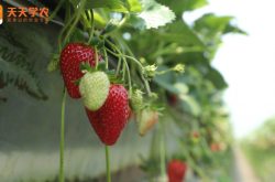 生宝谷物草莓采摘园图片