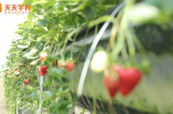 博山草莓采摘园图片