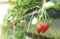 九香草莓苗图片