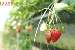 七小白草莓苗图片