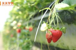 无锡大棚立体种植草莓