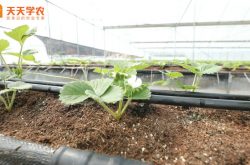 安徽草莓种植合作社图片