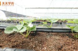 大棚草莓育苗期图片
