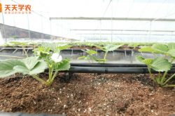 威海大棚草莓的种植方法