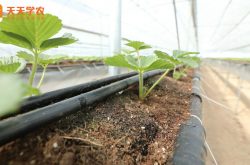 草莓大棚立体式育苗