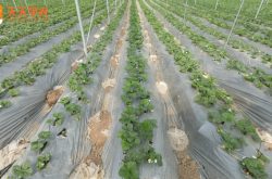 大棚草莓种植管理技术
