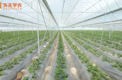 大棚草莓地膜种植方法