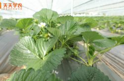 广西草莓露地种植技术