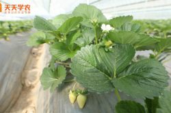 四季草莓苗种植图片