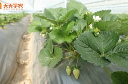 大棚草莓苗的栽法图片