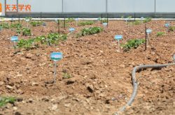 农广天地草莓高架种植方法
