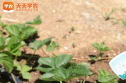 丹东牛奶草莓种植园图片