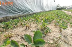 郴州白露塘草莓种植图片