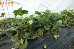 开封地区大棚种植草莓图片