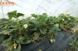 淅川草莓采摘园图片