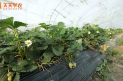 丹东大地草莓苗图片