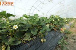 宁玉草莓的种植图片