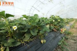 桂林兴安草莓苗图片