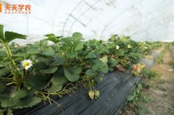 草莓温室种植技术