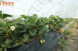 日本草莓大棚种植图片