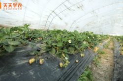 日光大棚草莓种植管理
