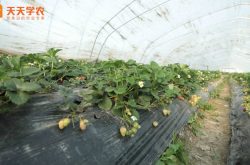 温室大棚草莓栽培图片