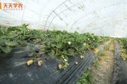广东省草莓种植图片