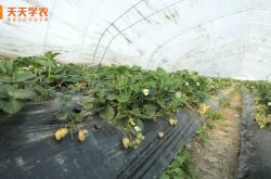 成安县草莓种植园图片