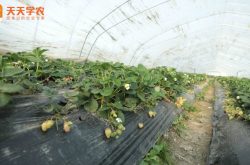 山东草莓玉米种植基地图片