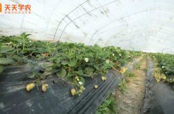 日光温室草莓种植技术