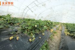 胶州草莓采摘园图片