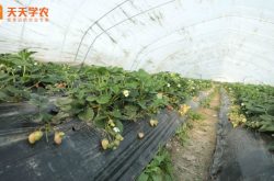 中国草莓种植地图片