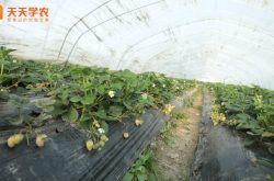 日本草莓大棚种植图片