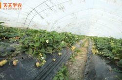广西草莓种植品种图片