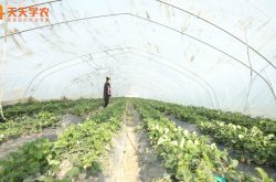 北方大棚种植草莓技术