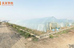 温室大棚草莓高产种植图片